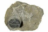 Curled Gerastos Trilobite Fossil - Morocco #271902-2